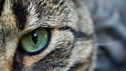 Can Cats See in the Dark? Cat Night Vision Facts | Purina